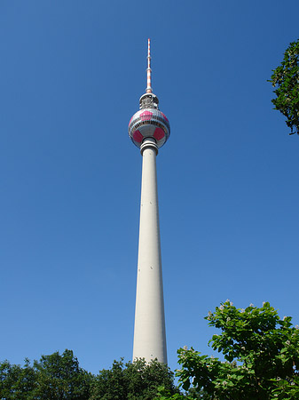 Foto Fernsehturm und Bäume