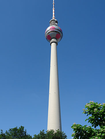 Foto Fernsehturm und Bäume - Berlin