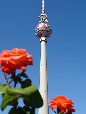 Fotos Fernsehturm und Rosen