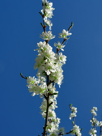 Foto Frühling - 