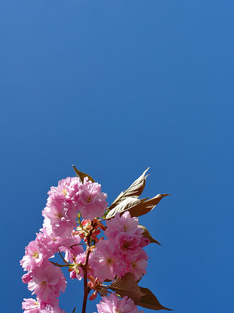 Frühling Fotos