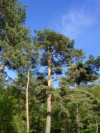 Foto Jagdschloss Grunewald