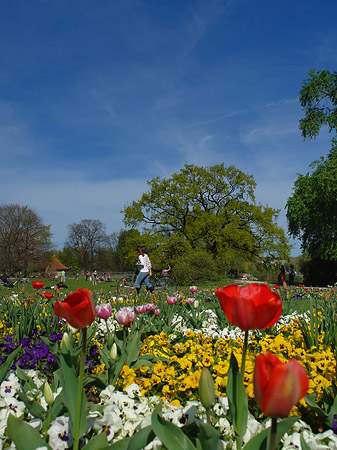 Blumen Foto 