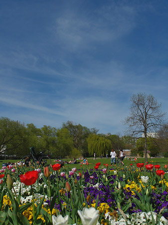 Foto Blumen