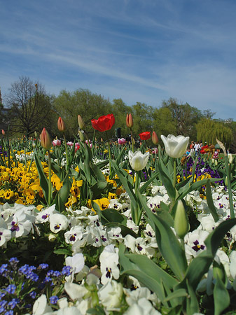 Blumen Fotos