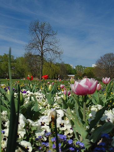 Foto Blumen