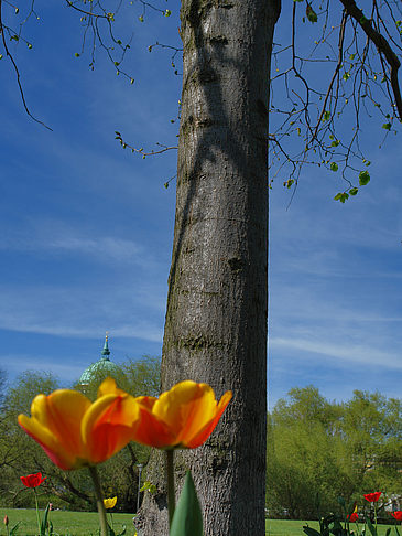 Blumen Fotos