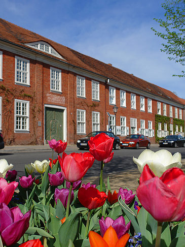 Foto Blumen - Potsdam