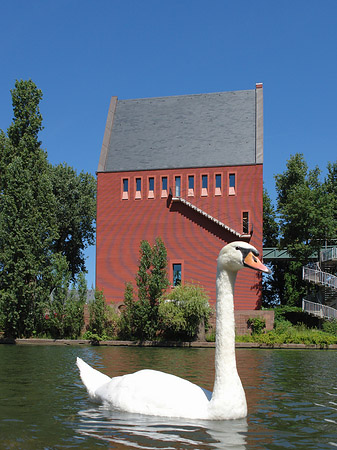 Schwan vor dem Neuen Portikus Foto 