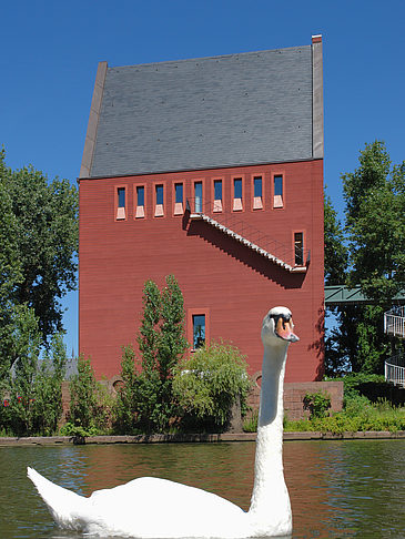 Schwan vor dem Neuen Portikus