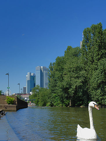 Main mit Schwan Fotos