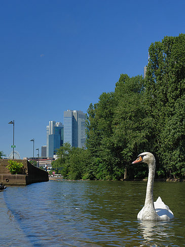 Main mit Schwan Fotos