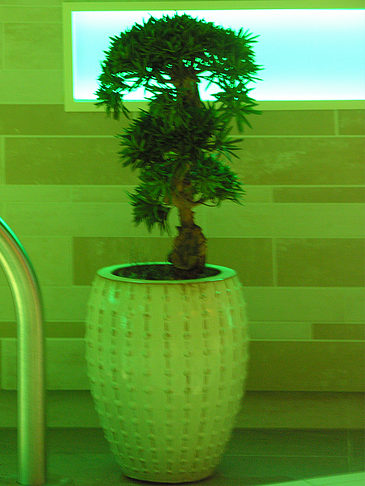 Fotos Bonsai