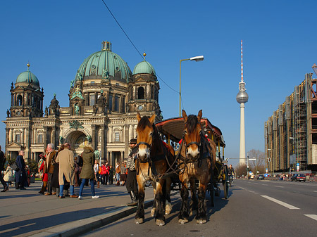 Dompferde