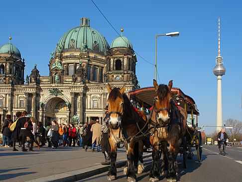 Dompferde