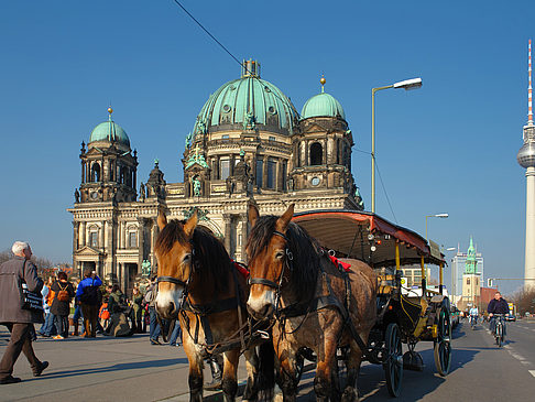 Dompferde Foto 