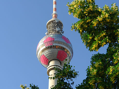 Fernsehturm und Bäume Fotos