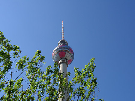 Foto Fernsehturm und Bäume - Berlin