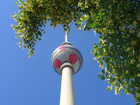 Foto Fernsehturm und Bäume - Berlin