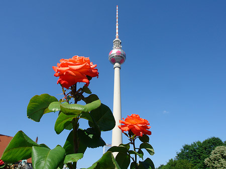 Foto Fernsehturm und Rosen