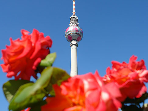 Fernsehturm und Rosen Fotos