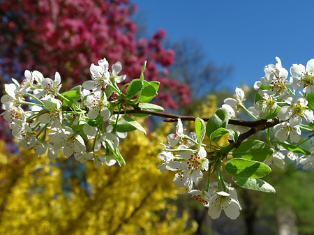Fotos Frühling