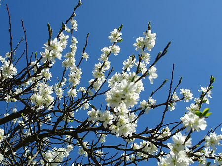 Frühling Foto 
