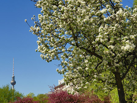 Fotos Frühling | Berlin