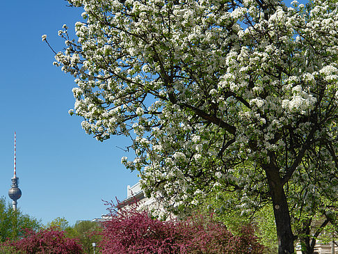 Foto Frühling