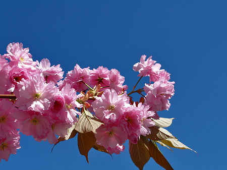 Fotos Frühling | 