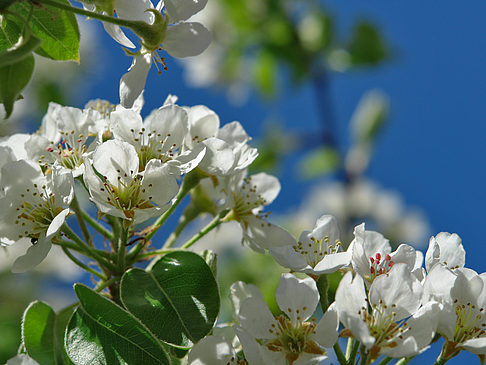 Frühling Fotos