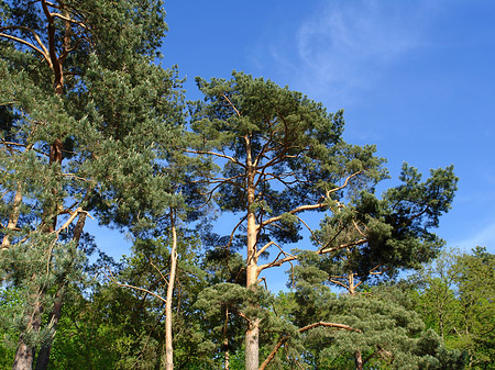 Foto Jagdschloss Grunewald - Berlin