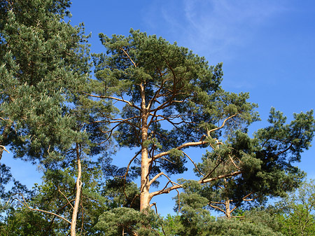 Foto Jagdschloss Grunewald