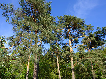 Jagdschloss Grunewald Fotos