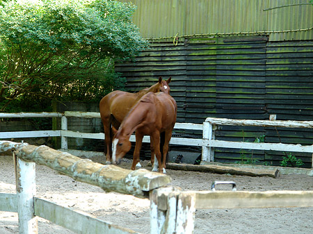 Jagdschloss Grunewald Fotos