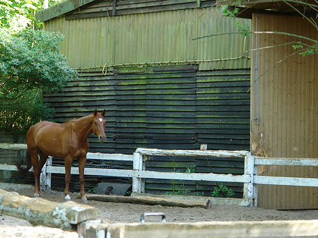 Jagdschloss Grunewald Fotos