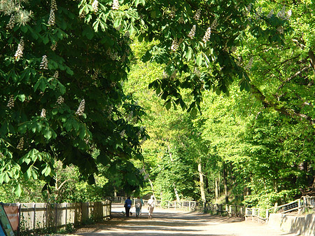 Fotos Jagdschloss Grunewald | Berlin