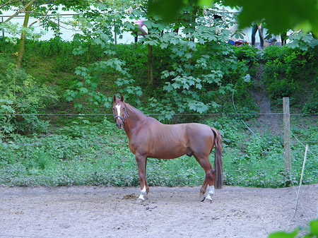 Onkel Toms Hütte Fotos