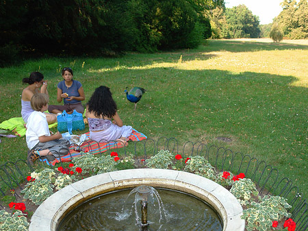 Foto Liegewiese auf der Pfaueninsel