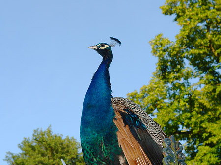 Fotos Pfau | Berlin