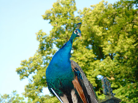 Pfau Fotos
