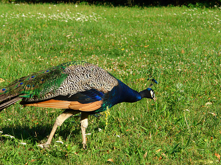 Pfau Foto 