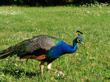 Pfau Fotos