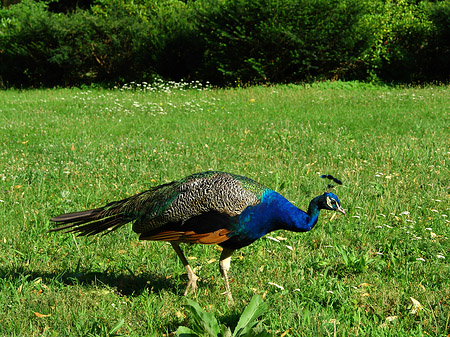 Pfau Fotos