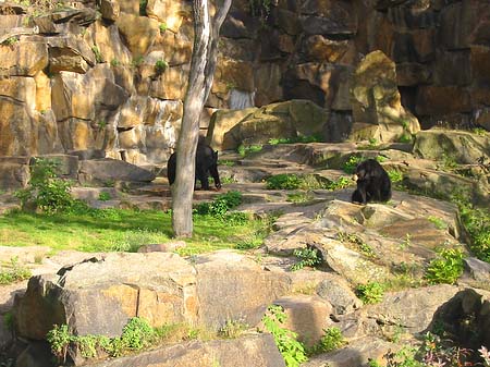 Foto Tierpark - Berlin