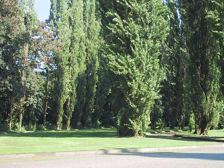 Foto Sowjetisches Ehrenmal