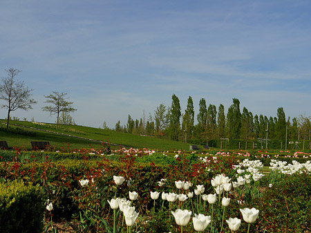 Bundesgartenschau Fotos