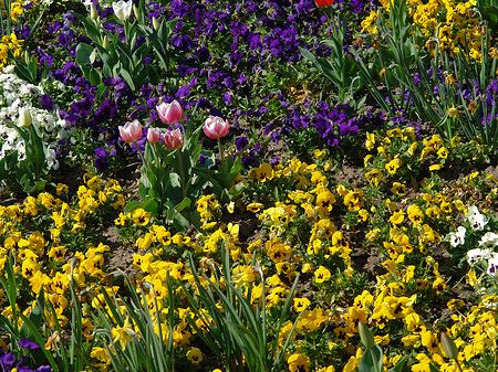 Foto Blumen