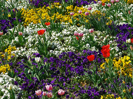 Fotos Blumen