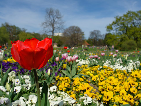 Foto Blumen